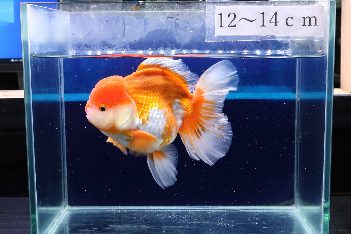 たか様 連絡用画面 購入不可 HOYA ハイルックス1.60センシティ2・サンテック 調光 可視光調光 ホヤ