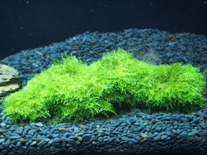 南米ウィローモス活着の値段と価格推移は 23件の売買情報を集計した南米ウィローモス活着の価格や価値の推移データを公開