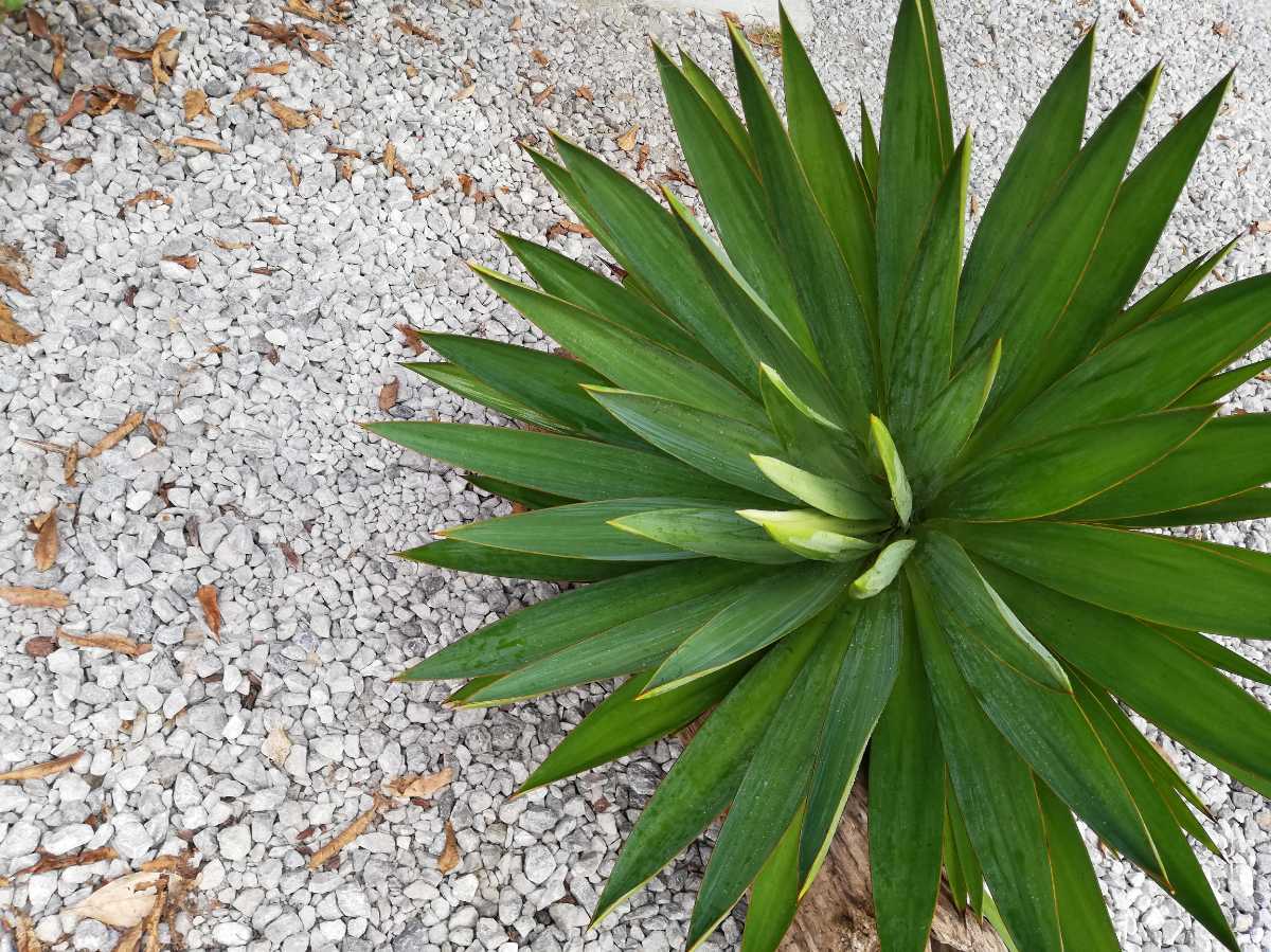 人気沸騰中】Yucca ユッカラン キミガヨラン グロリオサ 今年最後の 