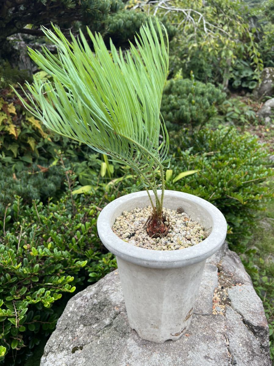 新葉 発根 太株 Cycas cairnsiana サイカス カイルンシアナ レア 希少