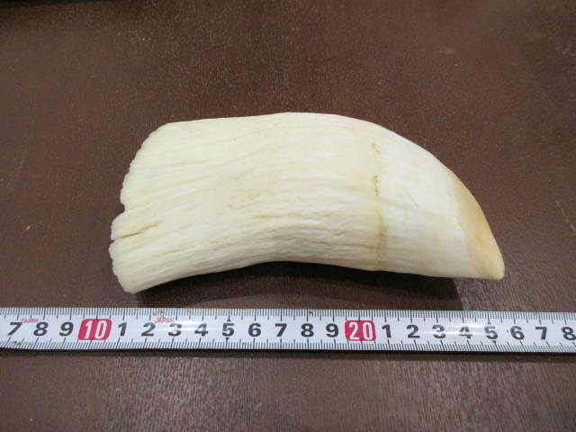 マッコウ鯨の歯 特大514g！ （抹香クジラの歯牙 象牙 ウニコール 