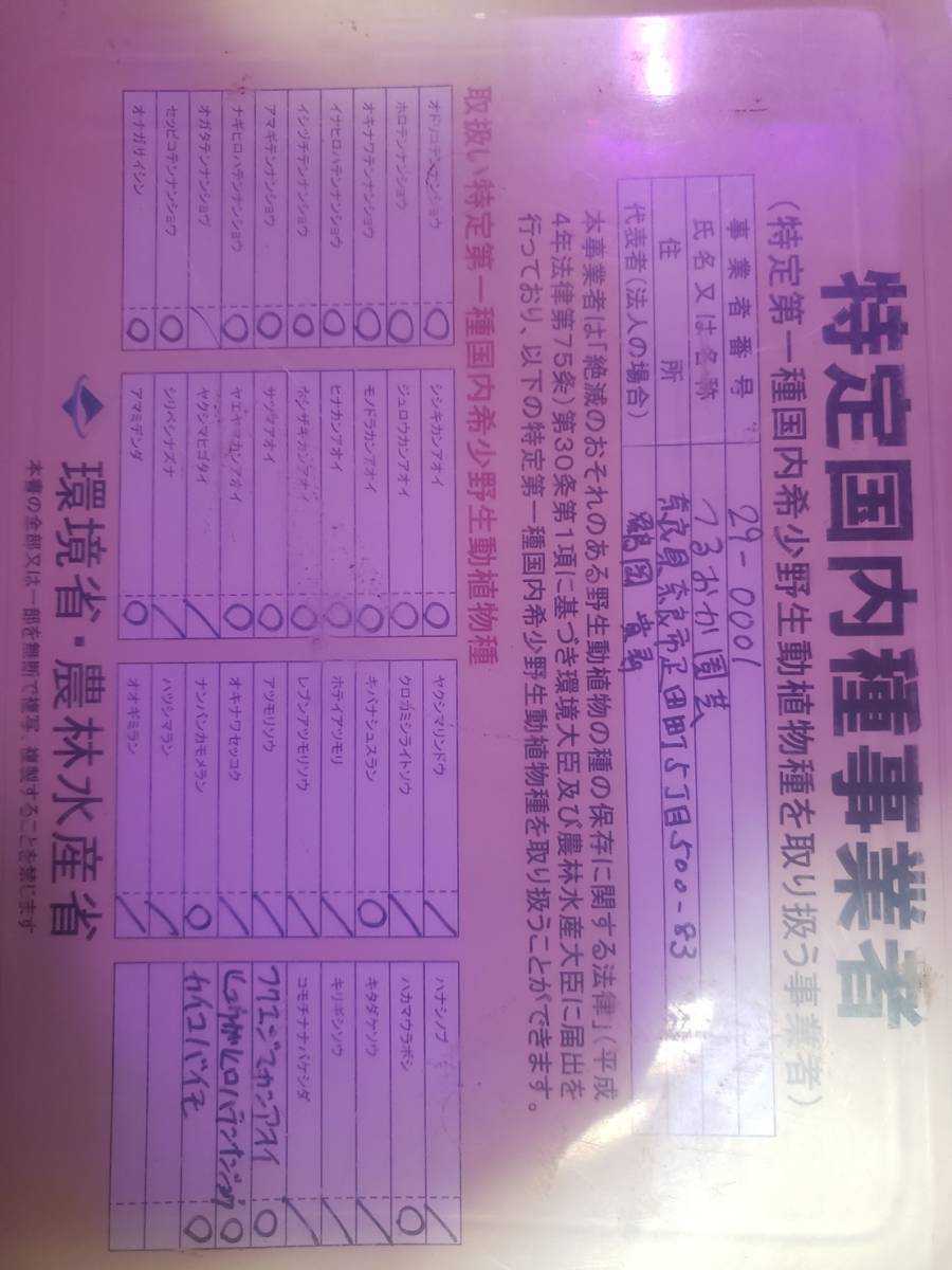 8 山野草 カンアオイ コバイモ ユリ【カイコバイモ 実生 中球×3 山梨県