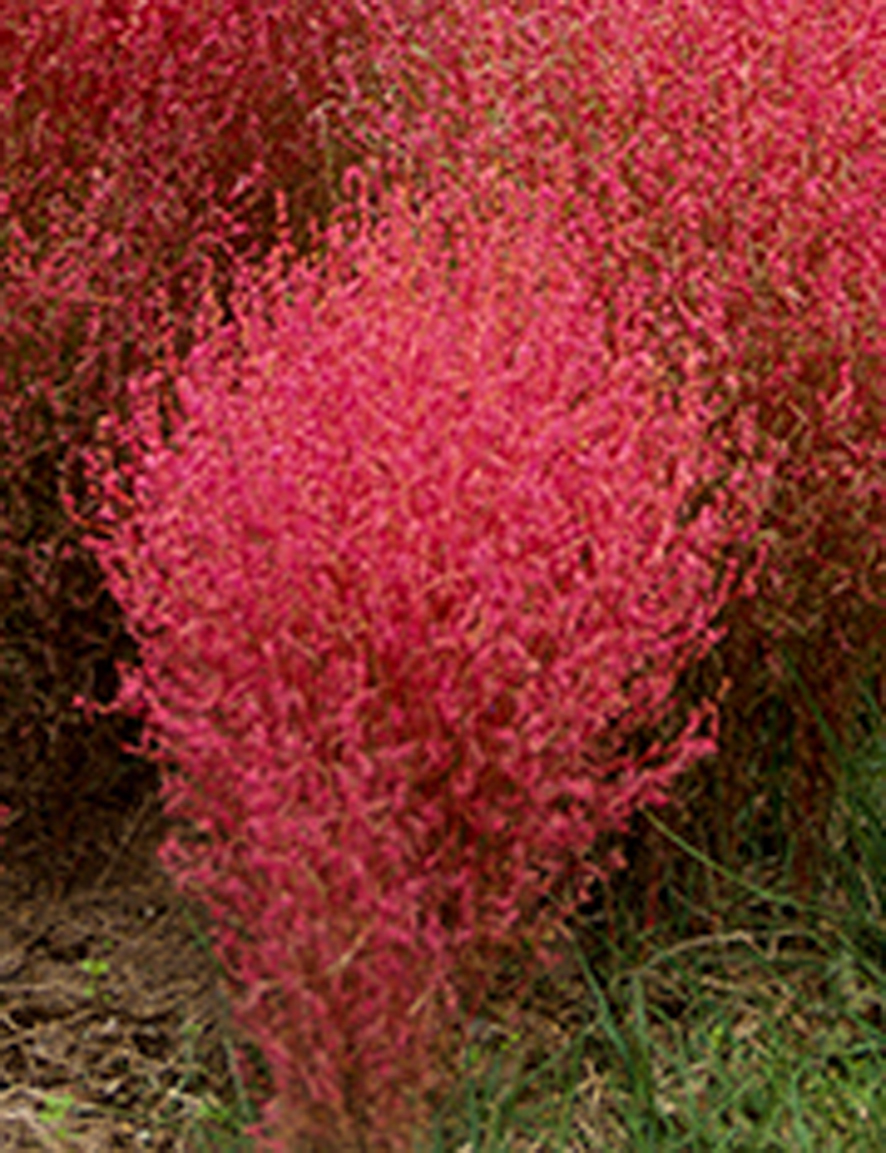 コキアの種 庭の球根 観賞用の価値が高い 庭の花 植え付けに問題はない 珍しい植物 適応性 大規模な植え付け 1000 粒 D