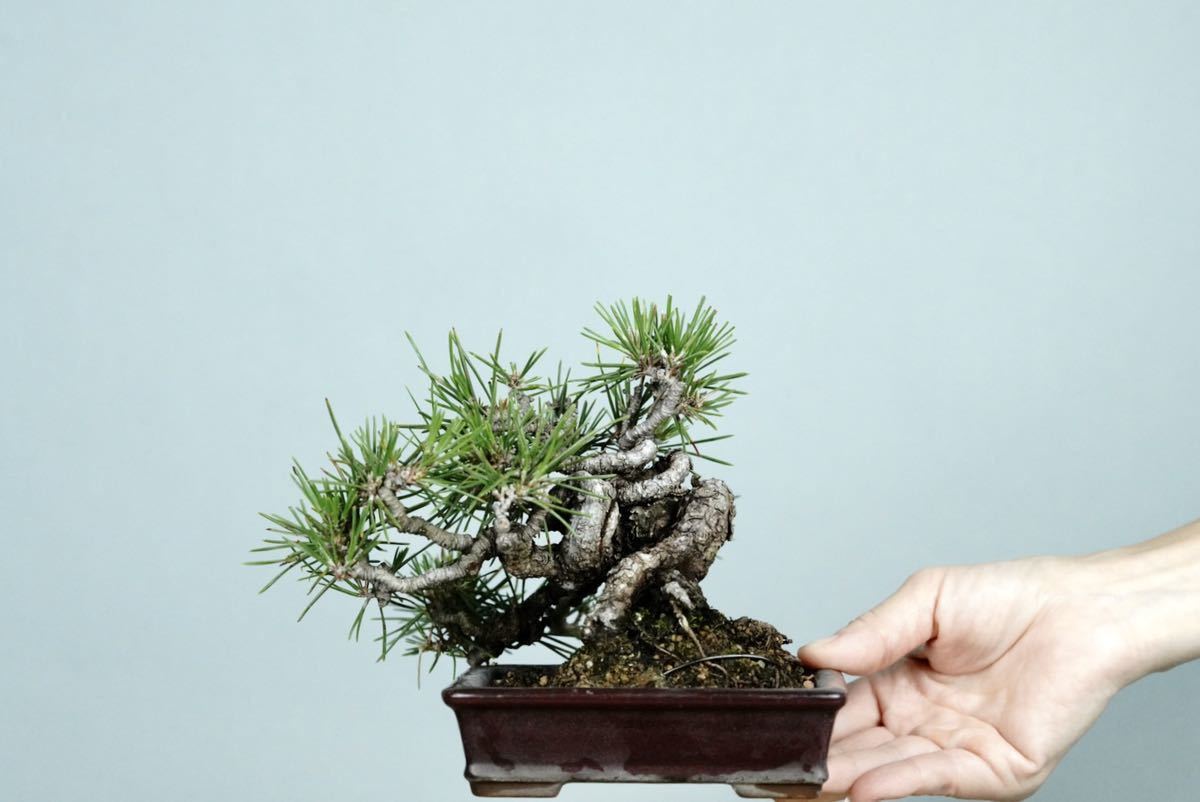 亦盆栽」小品盆栽 関野正代表作 黒松 逸品 花、園芸 盆栽 【公式通販】