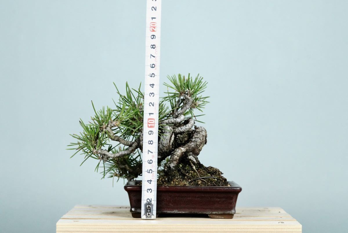亦盆栽」小品盆栽 関野正代表作 黒松 逸品 花、園芸 盆栽 【公式通販】