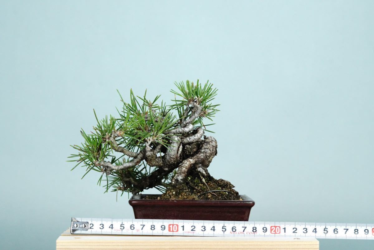 亦盆栽」小品盆栽 関野正代表作 黒松 逸品 花、園芸 盆栽 【公式通販】