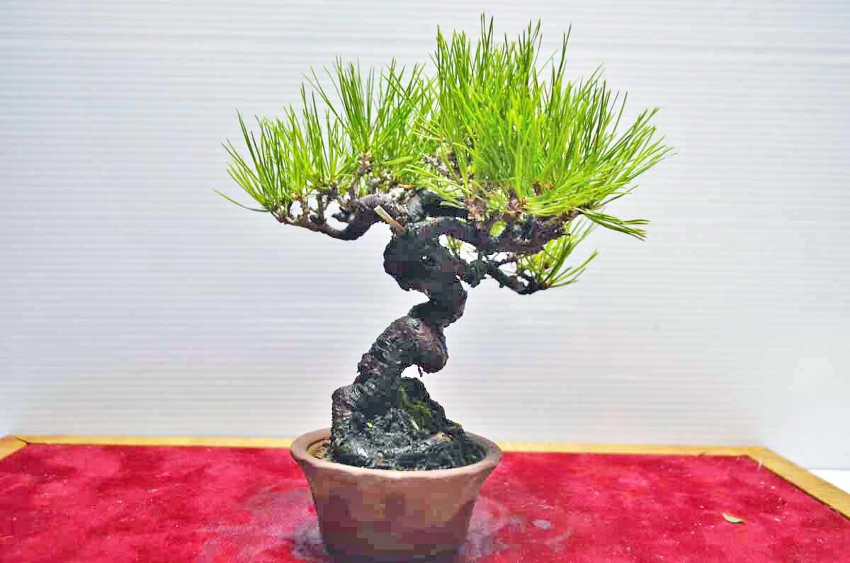 黒松盆栽(小岱松)【太幹短寸】　 中品盆栽 安い お宝 お薦め 超人気 ミニ・小品 極上小岱松盆栽(黒松