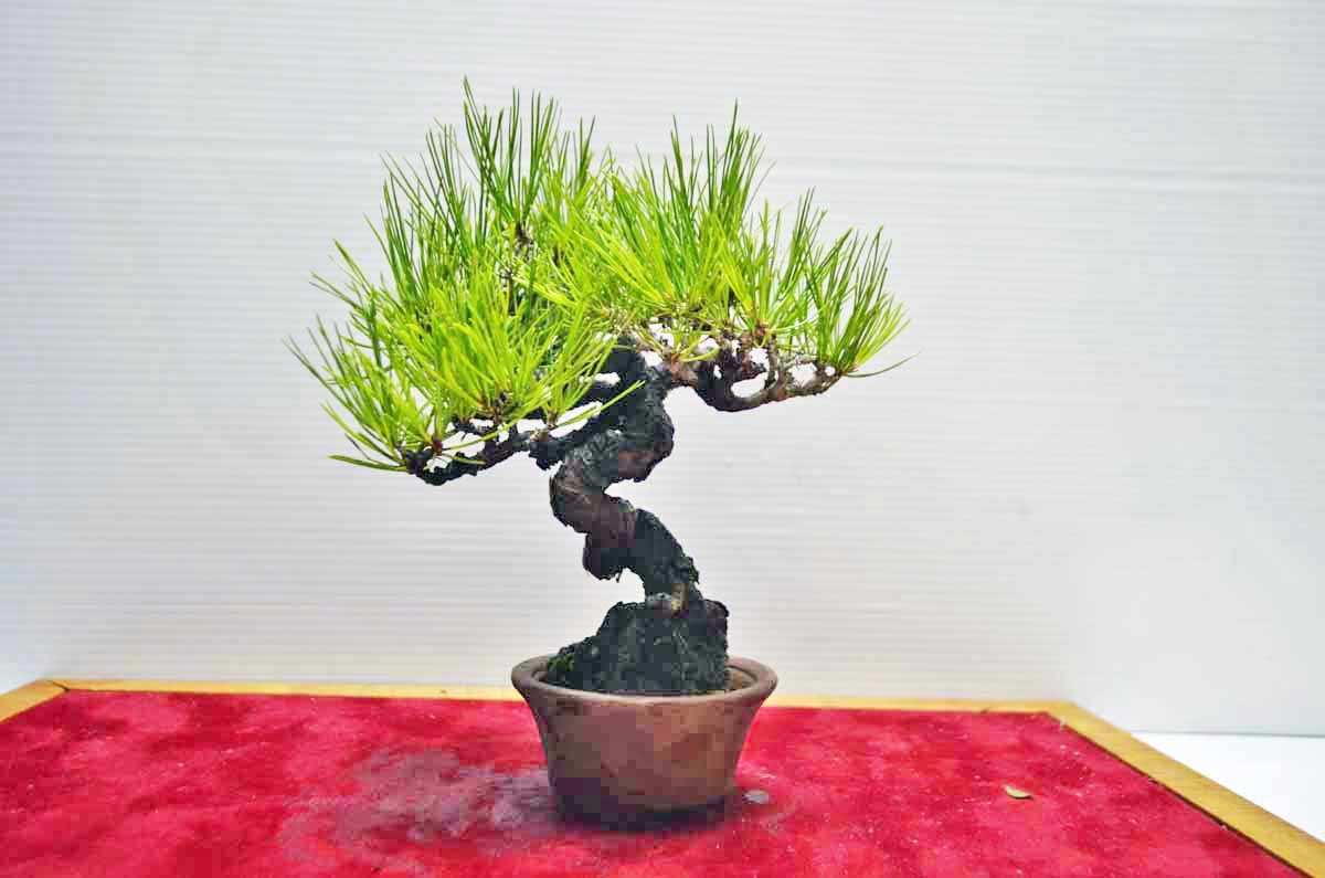 お宝 お薦め 超人気 ミニ・小品 極上小岱松盆栽(黒松赤松のアイグロ松