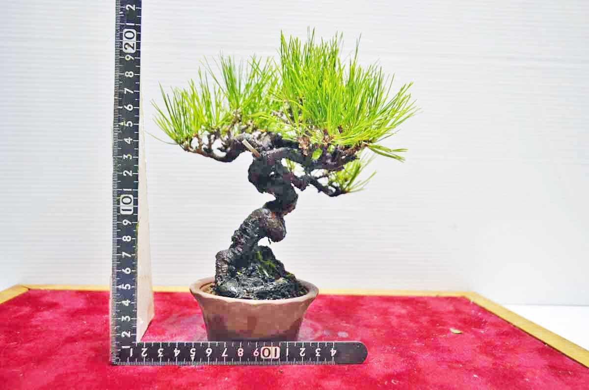 お宝 お薦め 超人気 ミニ・小品 極上小岱松盆栽(黒松赤松のアイグロ松