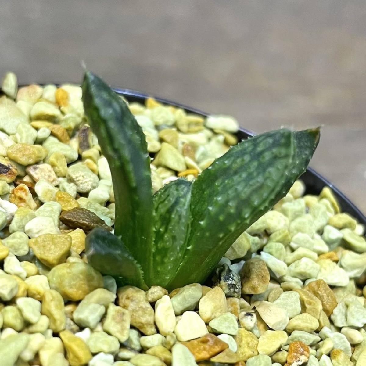 ☆ ハオルチア 闇の森 1枚目は親株です。 【公式通販】