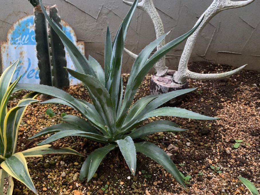 agave-isthmensis-kabutogani-v0-xoga76z07n4h1