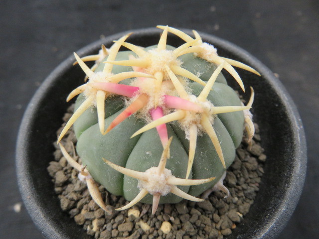 サボテン・多肉植物＞ 特選 白刺翠平丸 【公式通販】