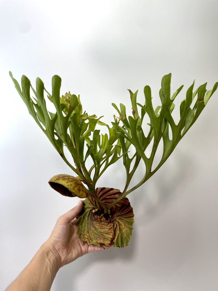 B15大型良株 鮮度◎山採りリドレイ 9⁄9現地発送 ワイルドリドレイ