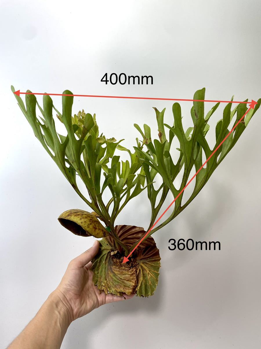 イチジクの鉢上げ前の挿し木苗。 メイリーヤー ( Mei Li Ya ) D