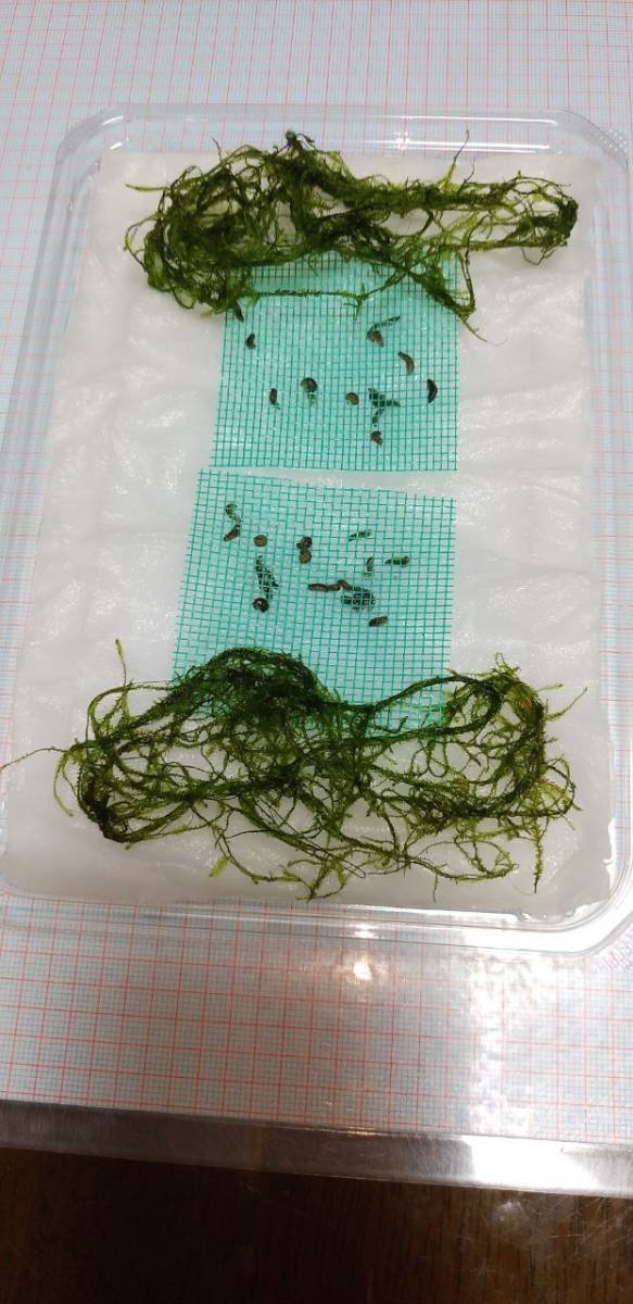 品質保証，大得価 平家 蛍の5mm以上の幼虫30頭(魚類、水生生物)｜売買されたオークション情報、yahooの商品情報をアーカイブ公開 - オークファン その他