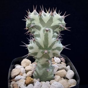 ユーフォルビア フラナガニー 孔雀丸 綴化 モンスト Www Pullmansanluis Cl