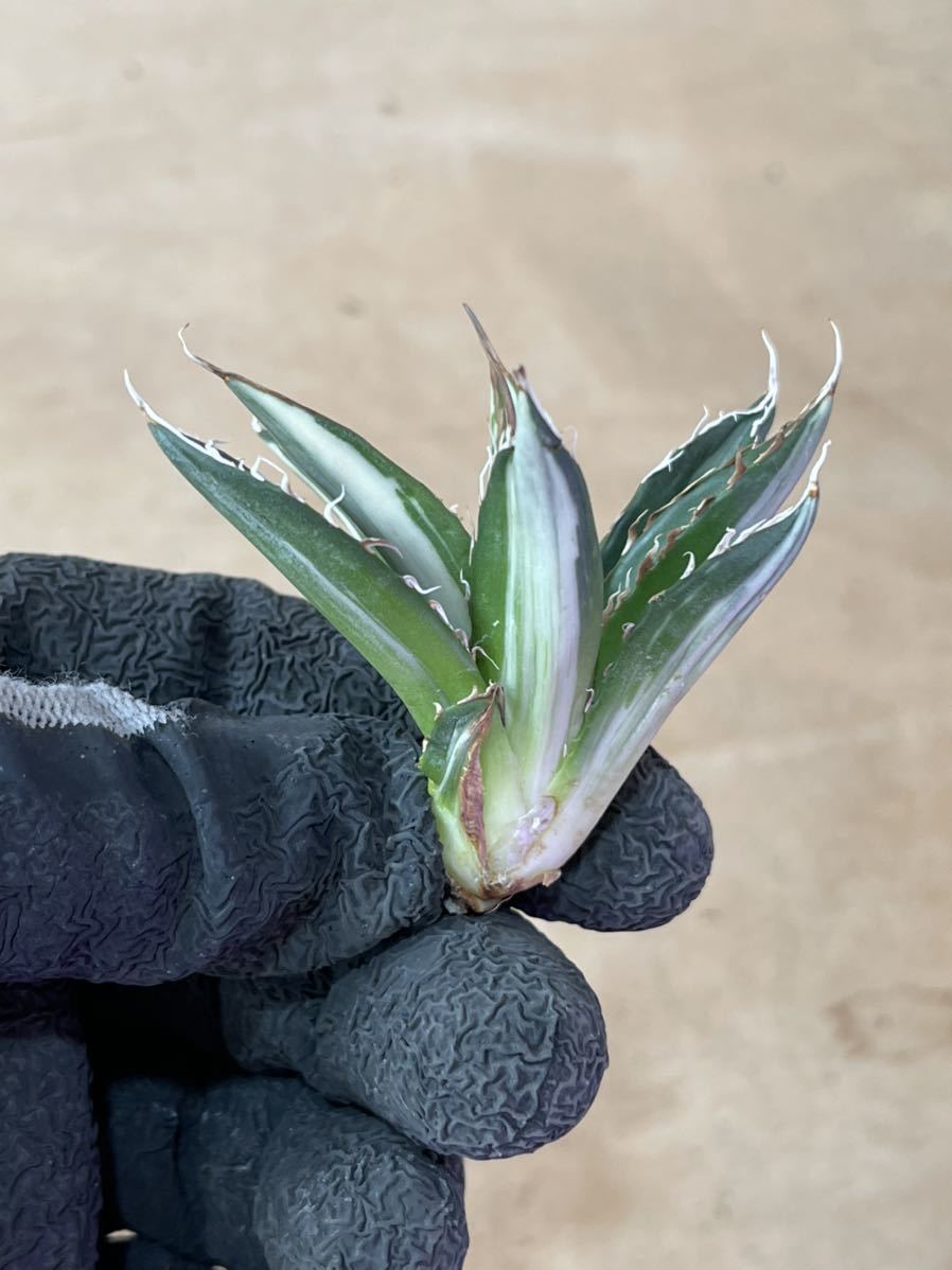 多肉植物 アガベ ホリダ 白中斑稀少子株