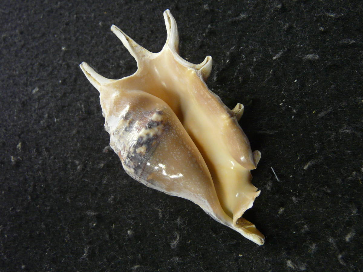 お気に入りの ホネガイ クモガイ テング貝 置物 V Pravda Ru