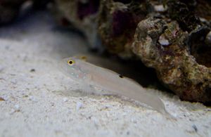 ミズタマハゼの値段と価格推移は 10件の売買情報を集計したミズタマハゼの価格や価値の推移データを公開