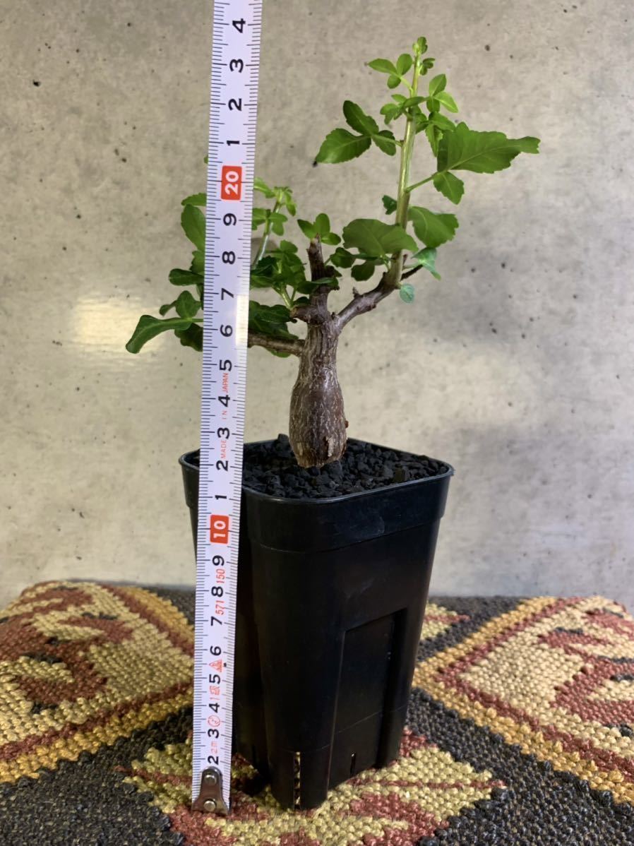 実生株】ブルセラ ファガロイデス/多肉植物 コーデックス 灌木 塊根