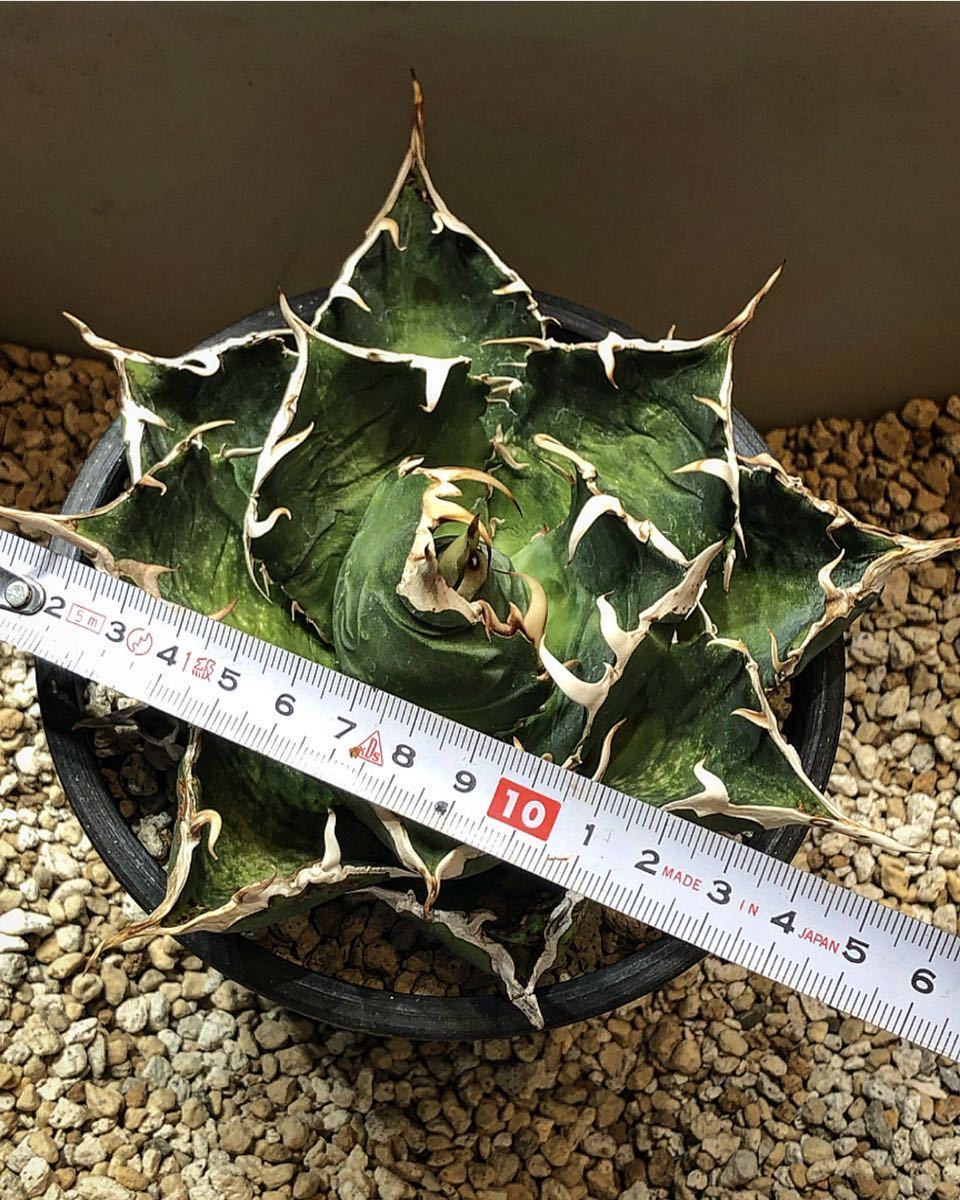 agave titanota アガベ チタノタ 台湾白鯨 白鯨 大株 親株 発根済み