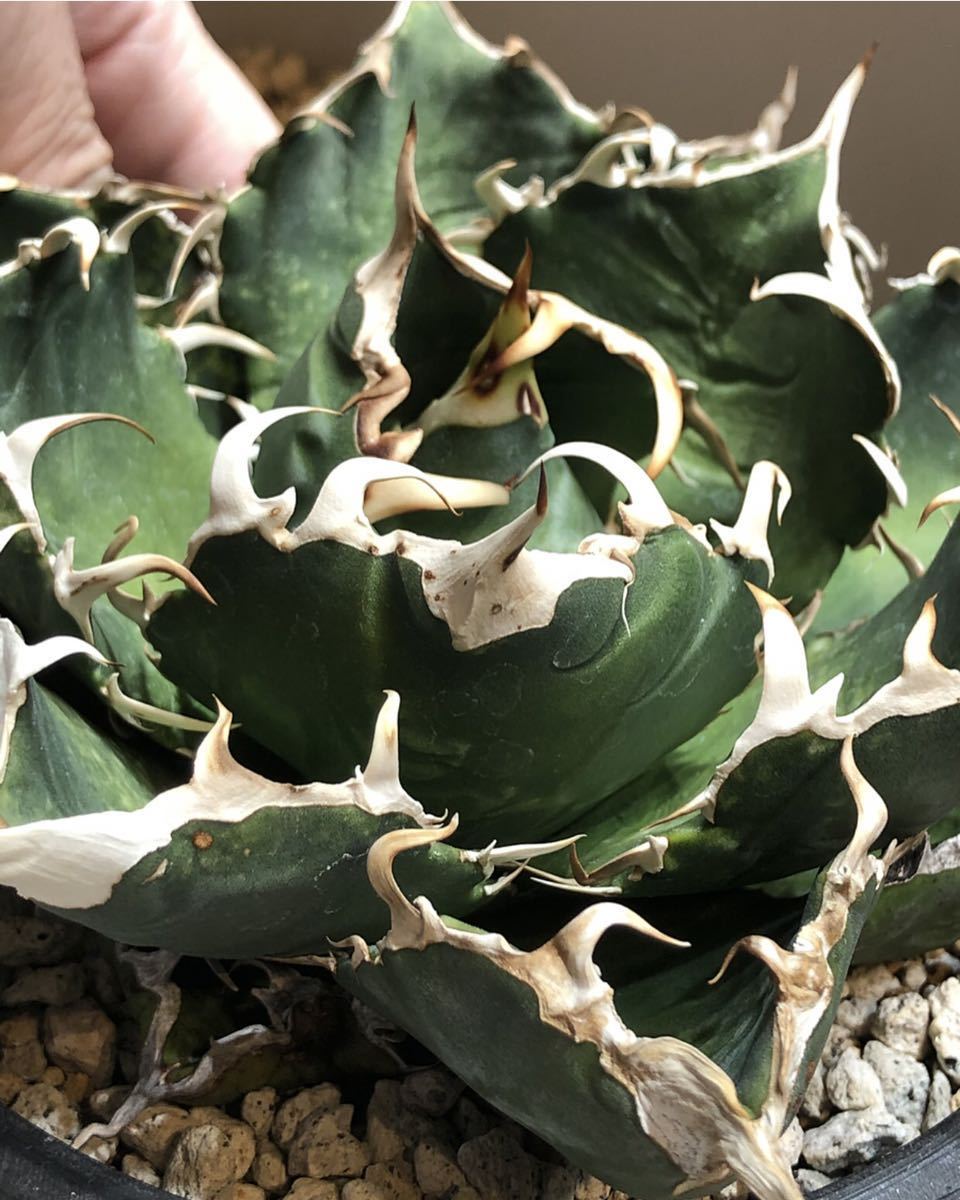 agave titanota アガベ チタノタ 台湾白鯨 白鯨 大株 親株 発根済み
