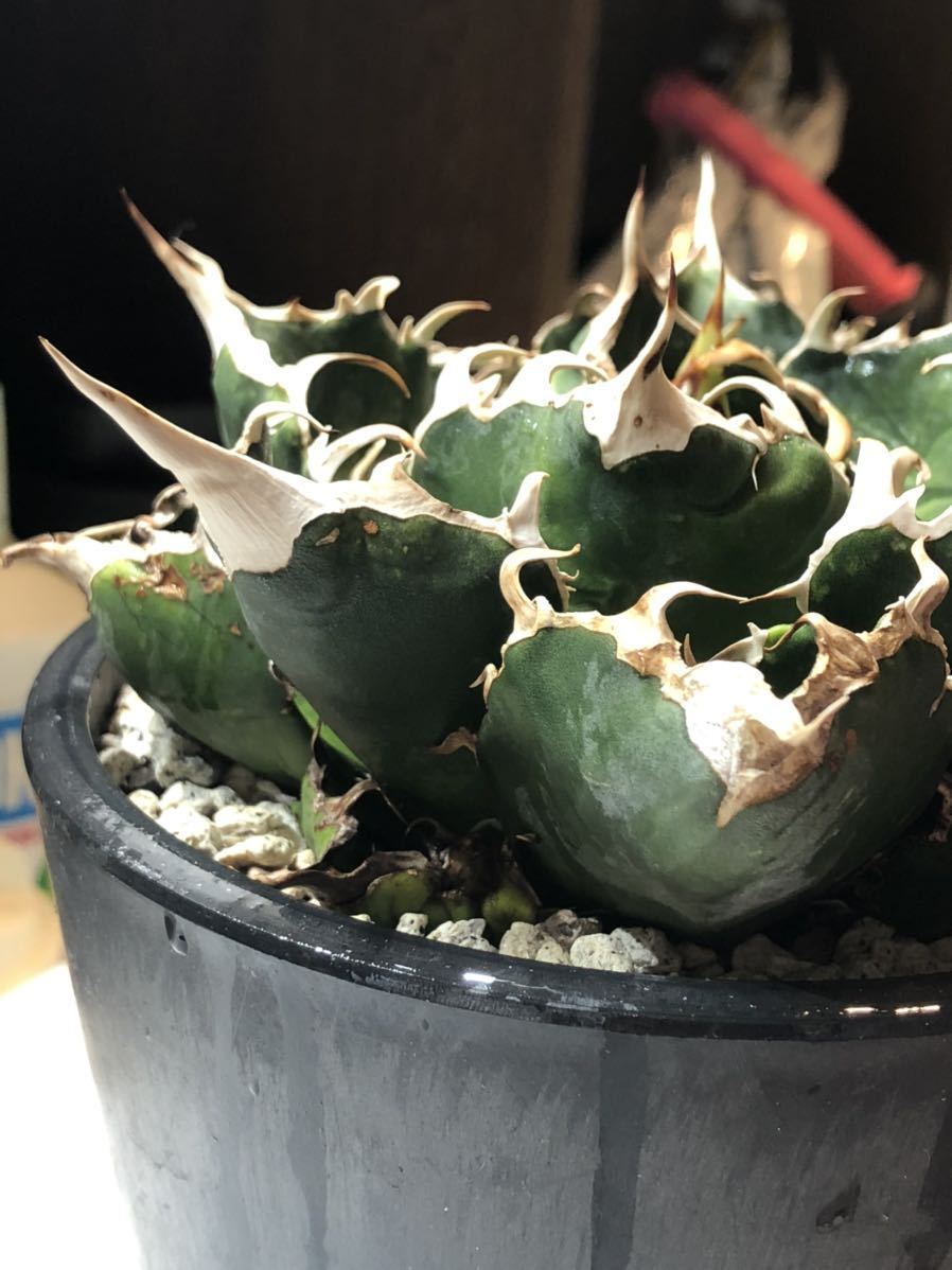 agave titanota アガベ チタノタ 台湾白鯨 白鯨 大株 親株 発根済み