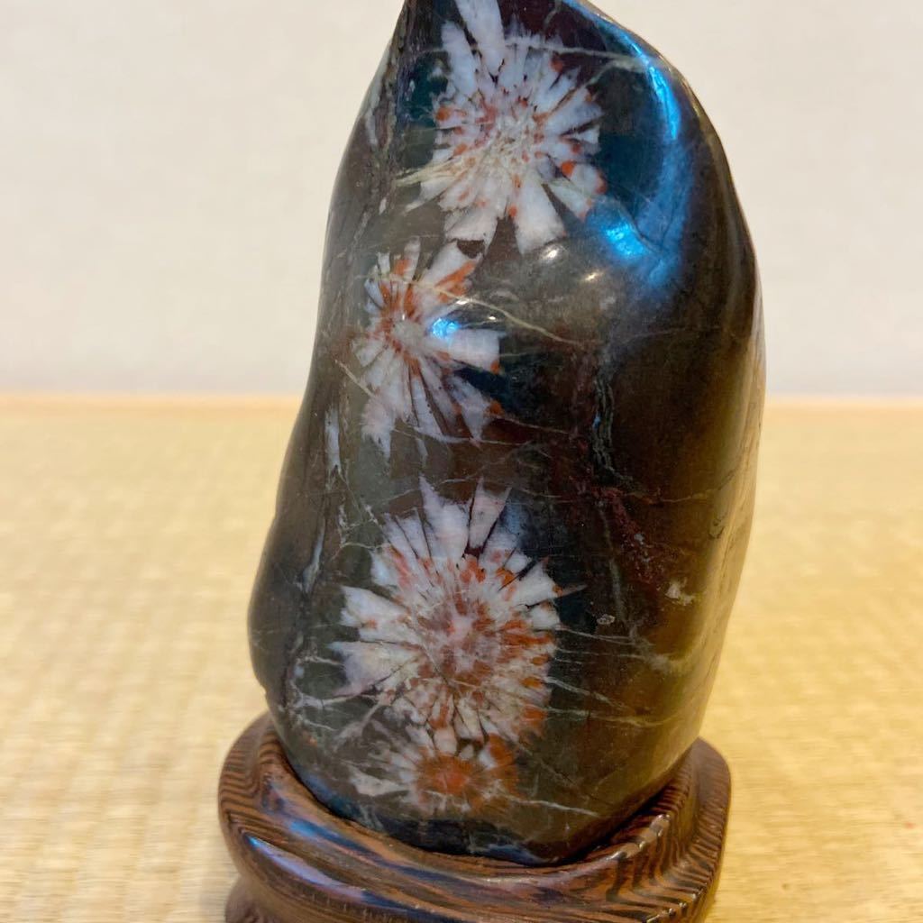 菊花石 | 鑑賞石 - でも化石じゃないよ！ 菊花石美しい菊の模様の鑑賞