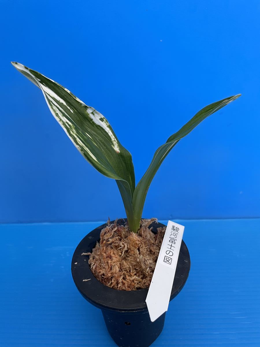 オモト 万年青 「駿河富士の図」(鉢植え)｜売買されたオークション情報