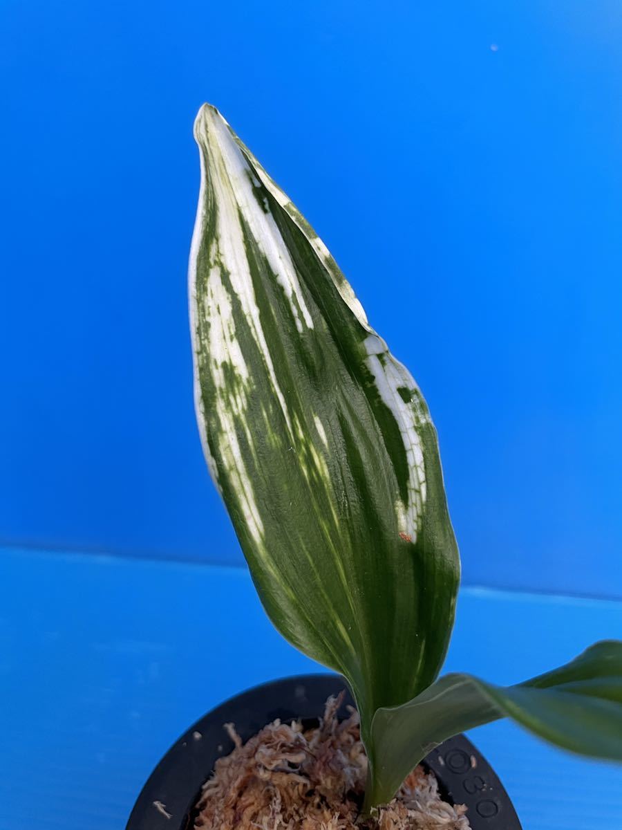 オモト 万年青 「駿河富士の図」(鉢植え)｜売買されたオークション情報