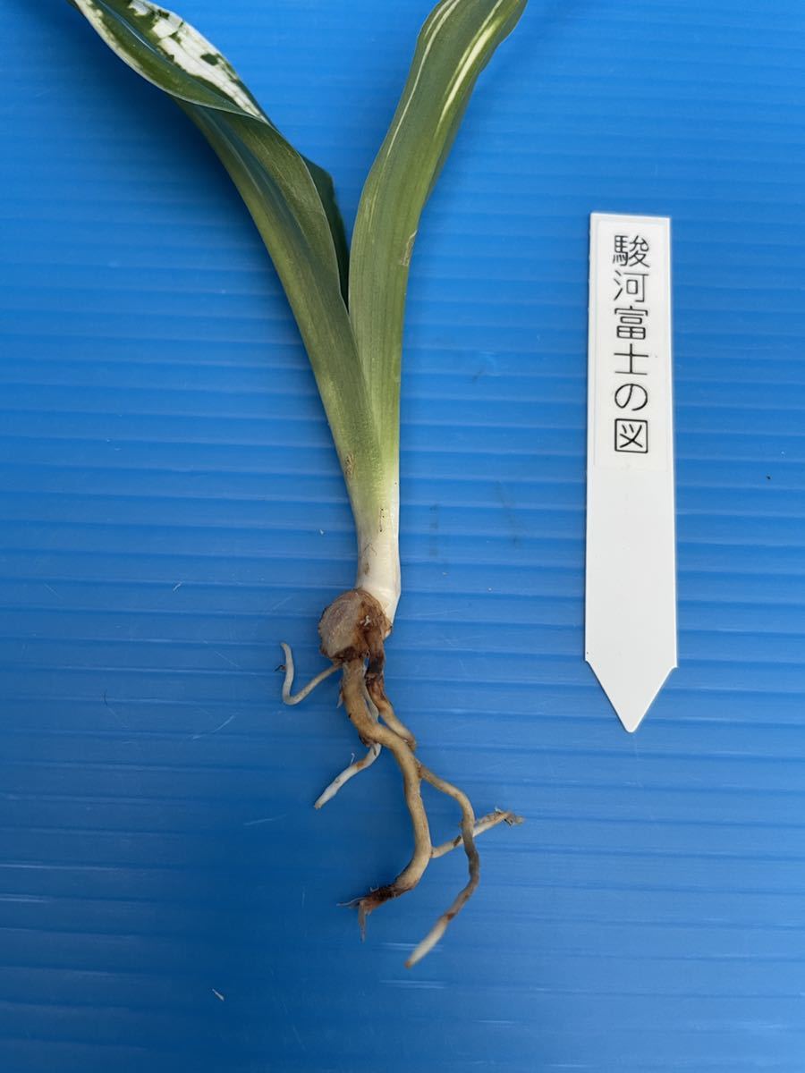 オモト 万年青 「駿河富士の図」(鉢植え)｜売買されたオークション情報