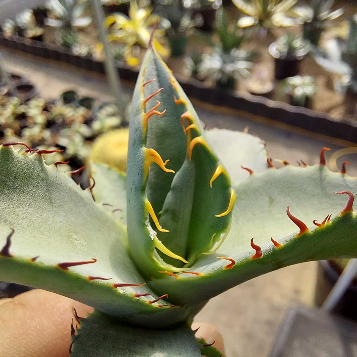 超特価SALE] Agave Titanota 星空 ⑥ 【公式通販】