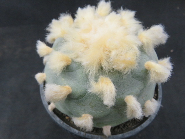 人気，豊富な ＜サボテン 多肉植物＞ 特選 多毛翠冠玉(サボテン)｜売買されたオークション情報、yahooの商品情報をアーカイブ公開 - オークファン サボテン