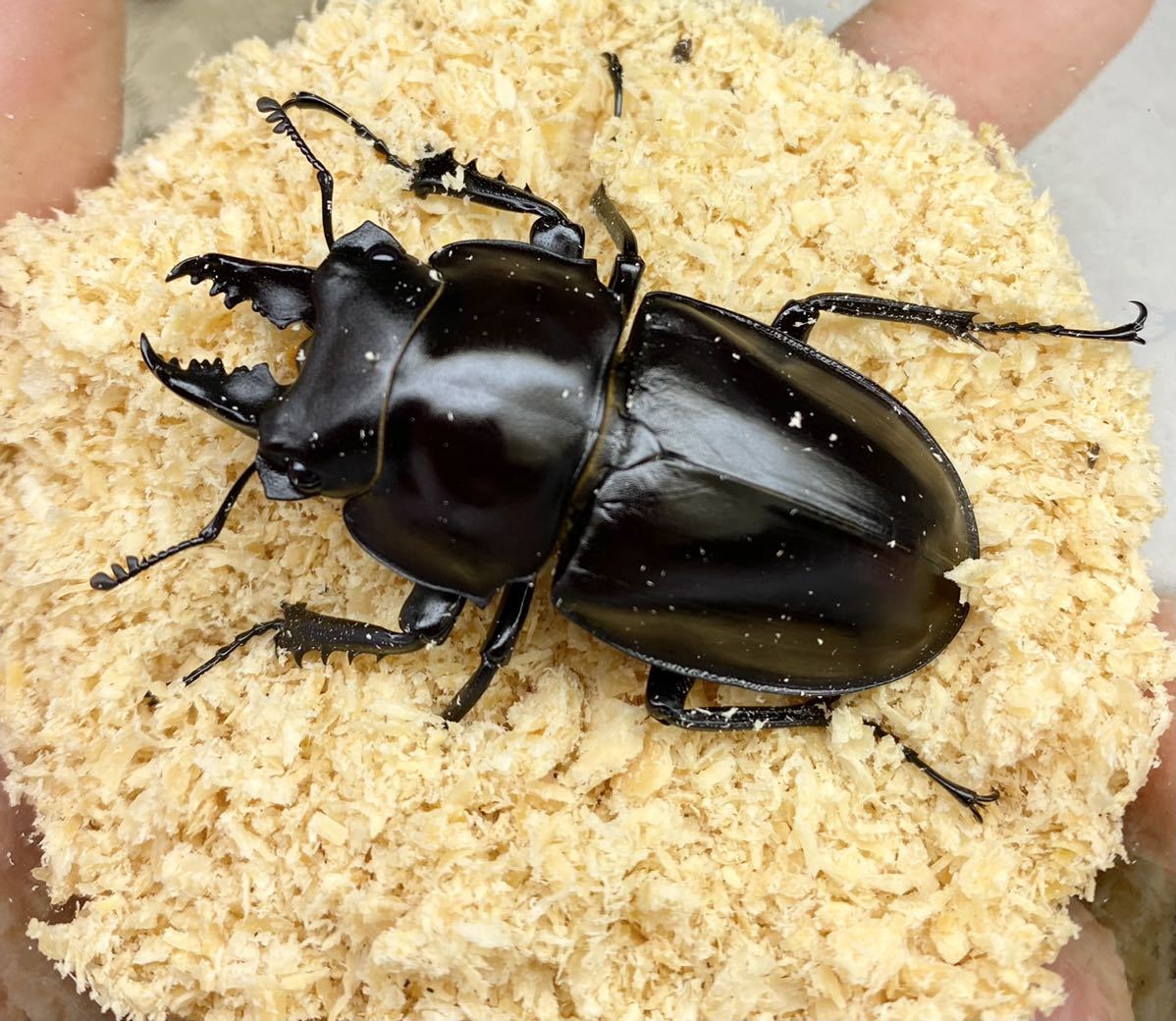 ペア 大歯ヤエヤママルバネクワガタ西表島大見謝 ♂55.1mm 石垣島