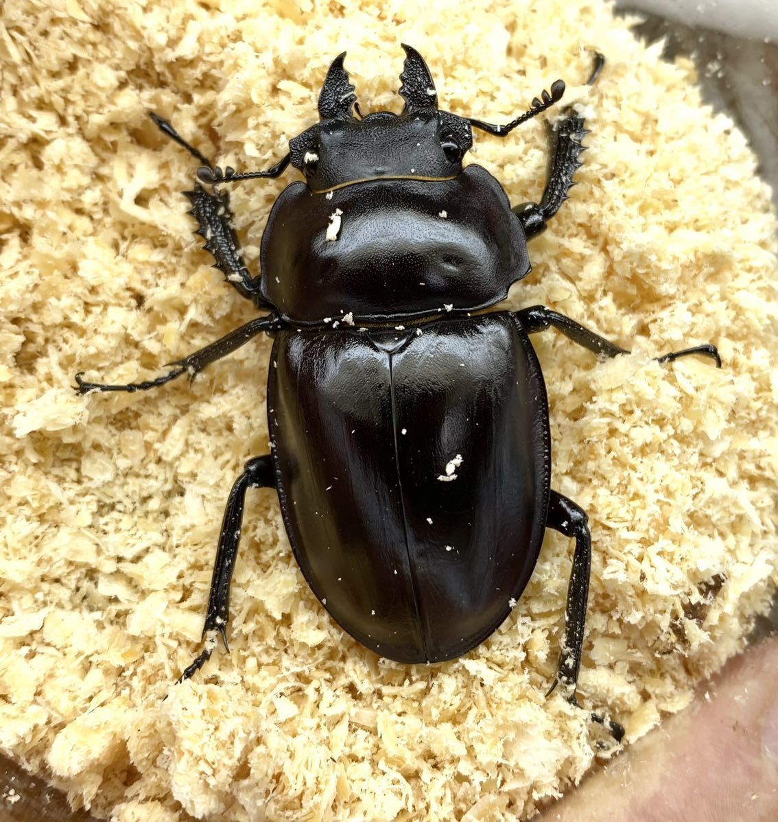 ペア 大歯ヤエヤママルバネクワガタ西表島大見謝 ♂55.1mm 石垣島
