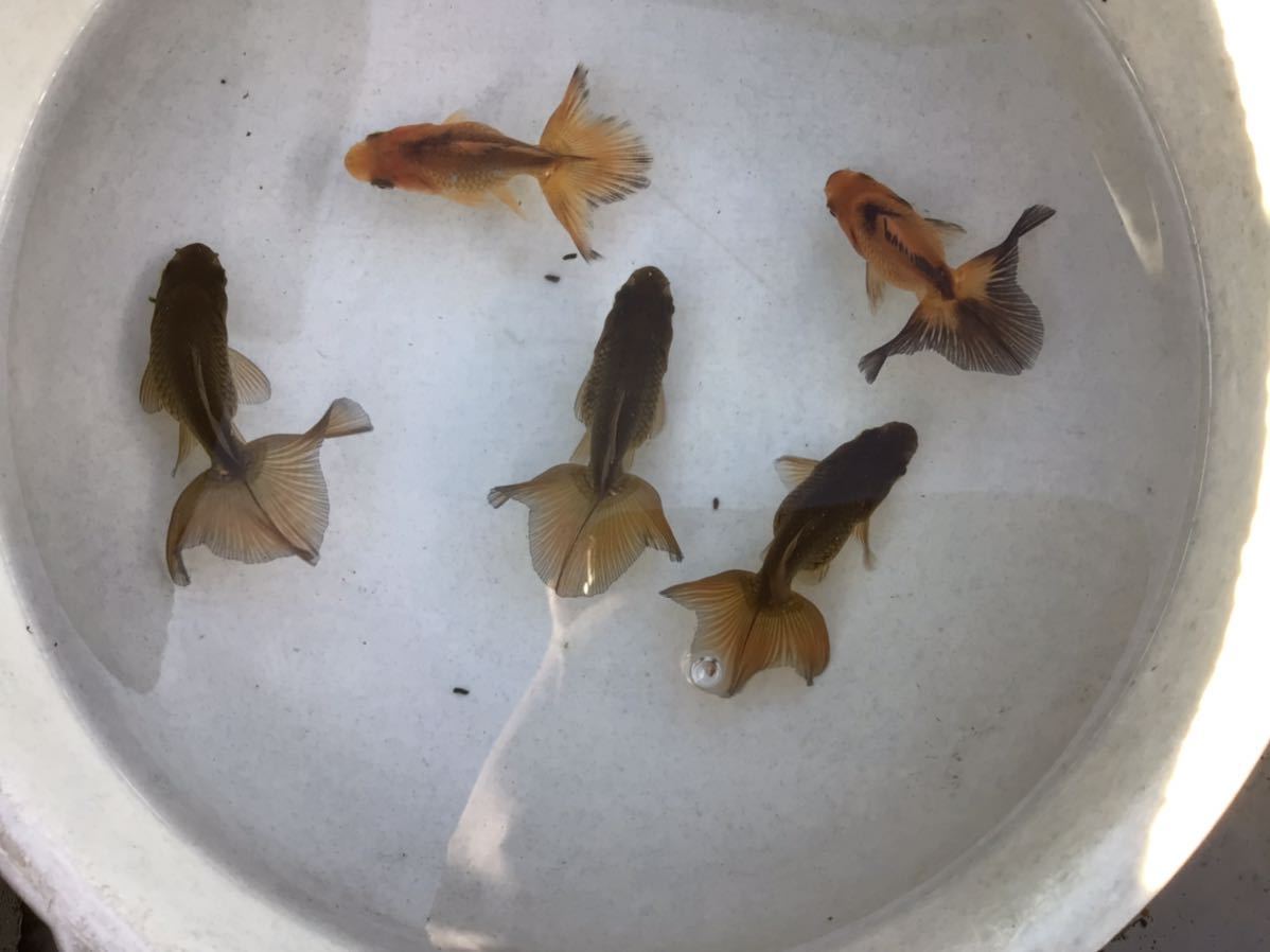 土佐錦 当歳 5尾 約5cm〜6cm