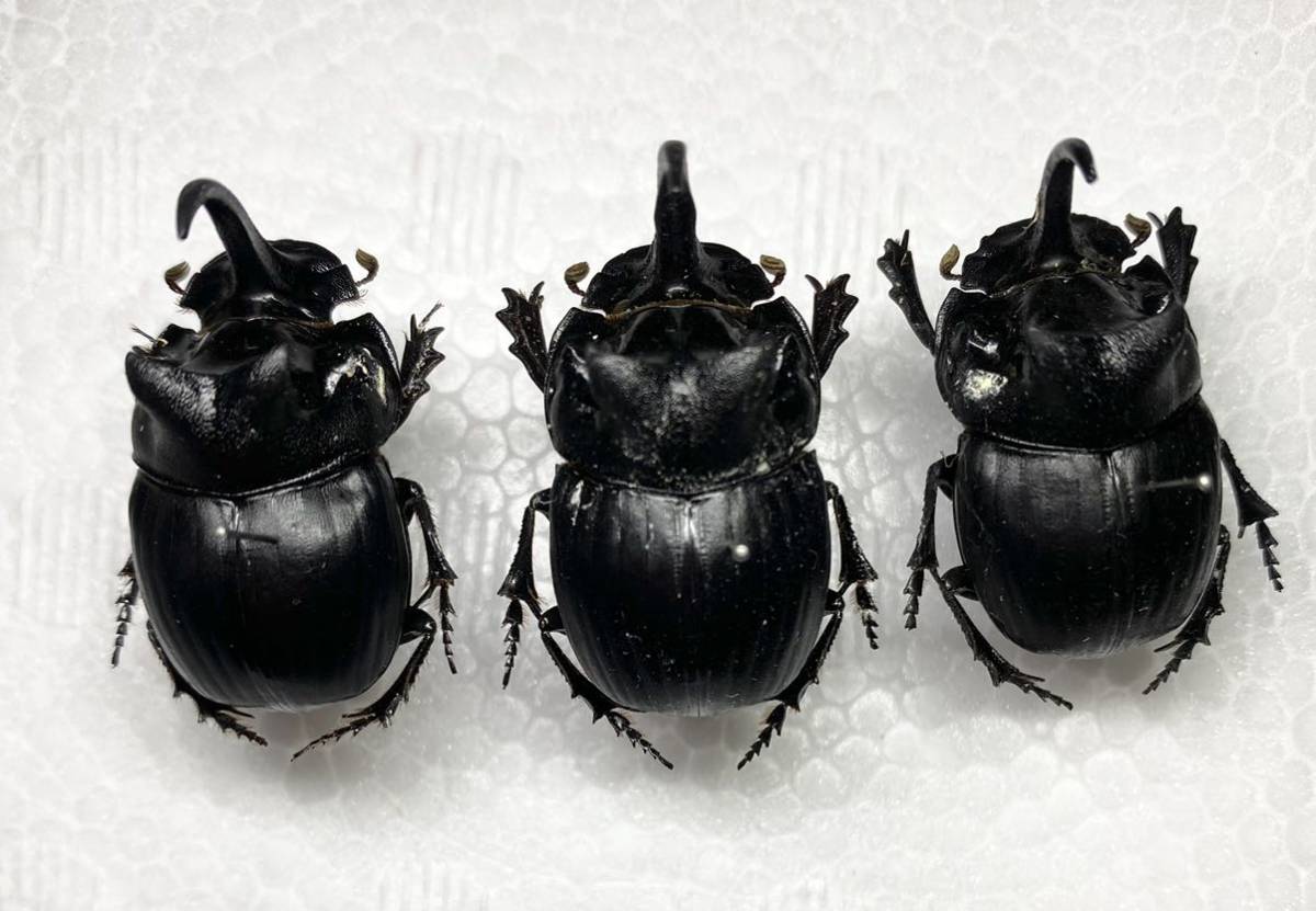 特大　ダイコクコガネ　♂　標本 昆虫用品 特大 ダイコクコガネ ♂ 標本
