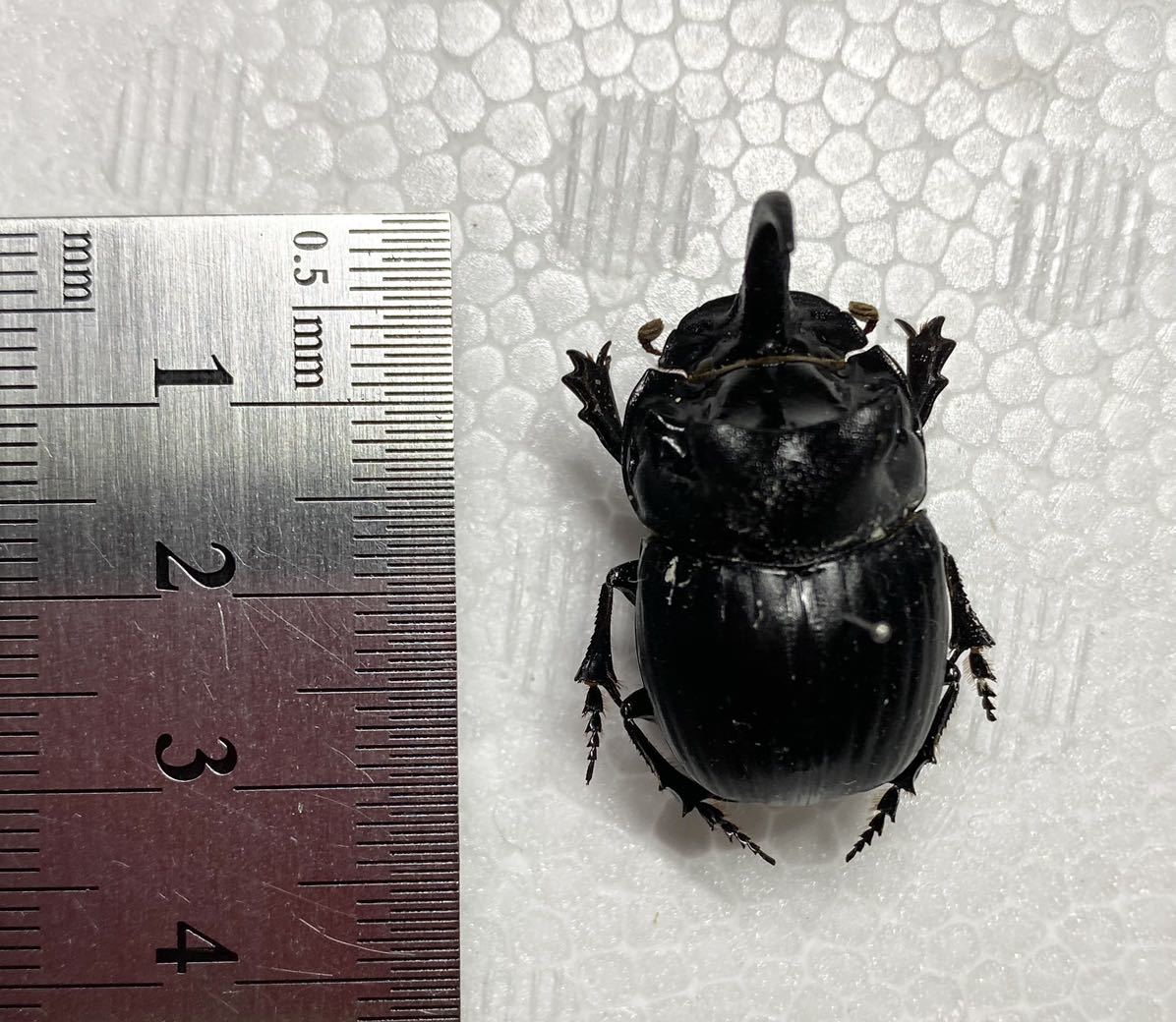 ダイコクコガネ鹿児島県産 ダイコクコガネ（鹿児島県） 虫村の日記 ダイコクコガネ鹿児島県産