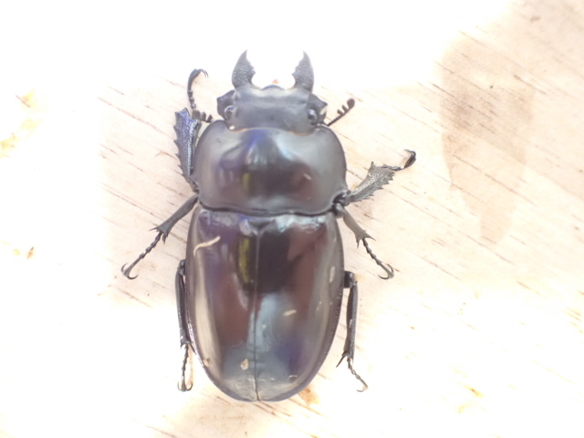 マルバネクワガタ_♀49.5_西表島上原産 ヤエヤママルバネクワガタ 西表