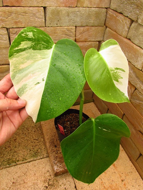 格安，定番人気 本舗 モンステラ ボルシギアナ 白斑 monstera deliciosa borsigana albovariegata(モンステラ)｜売買されたオークション情報、yahooの商品情報をアーカイブ公開 - オークファン モンステラ