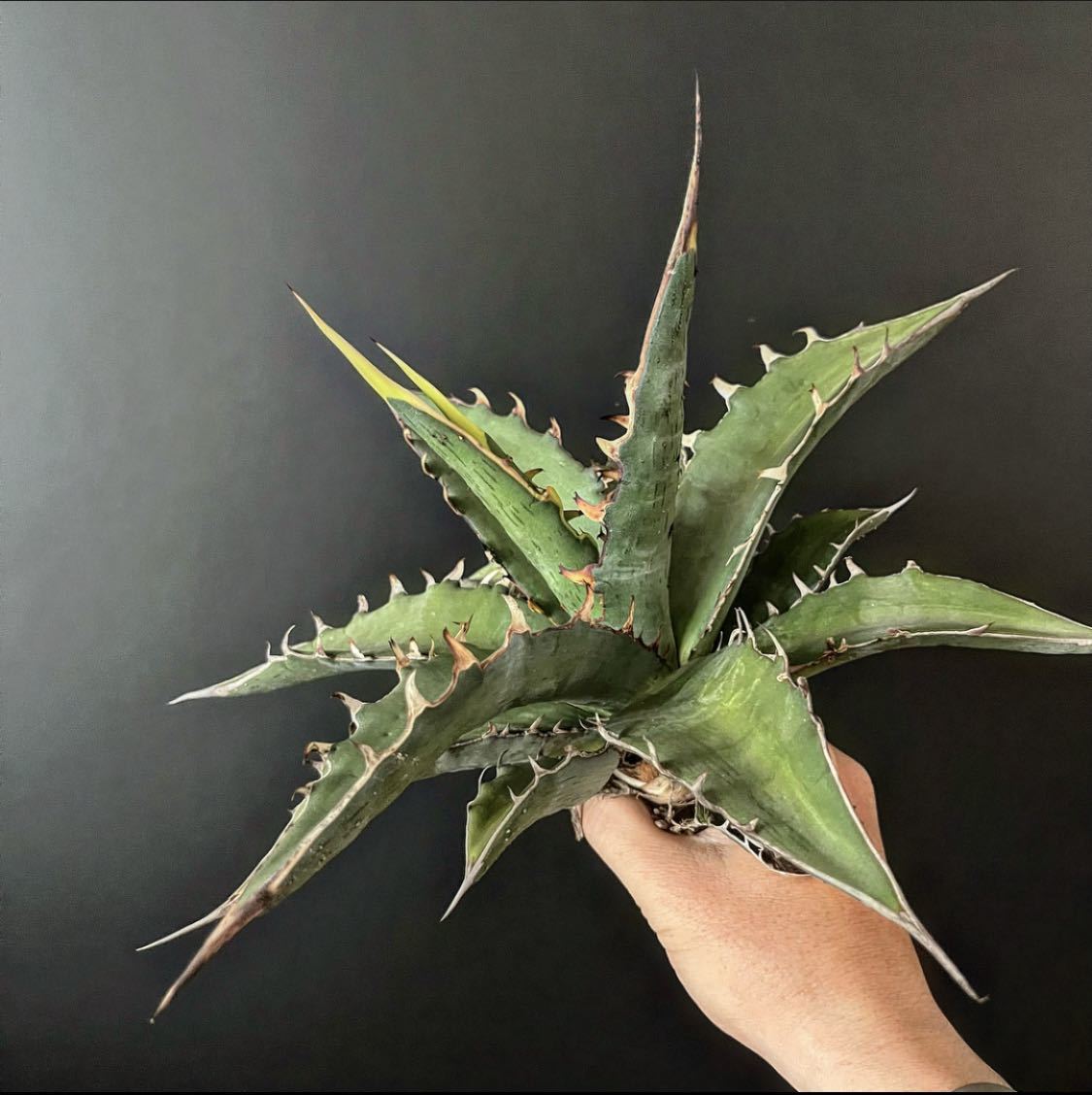 agave-isthmensis-kabutogani-v0-xoga76z07n4h1