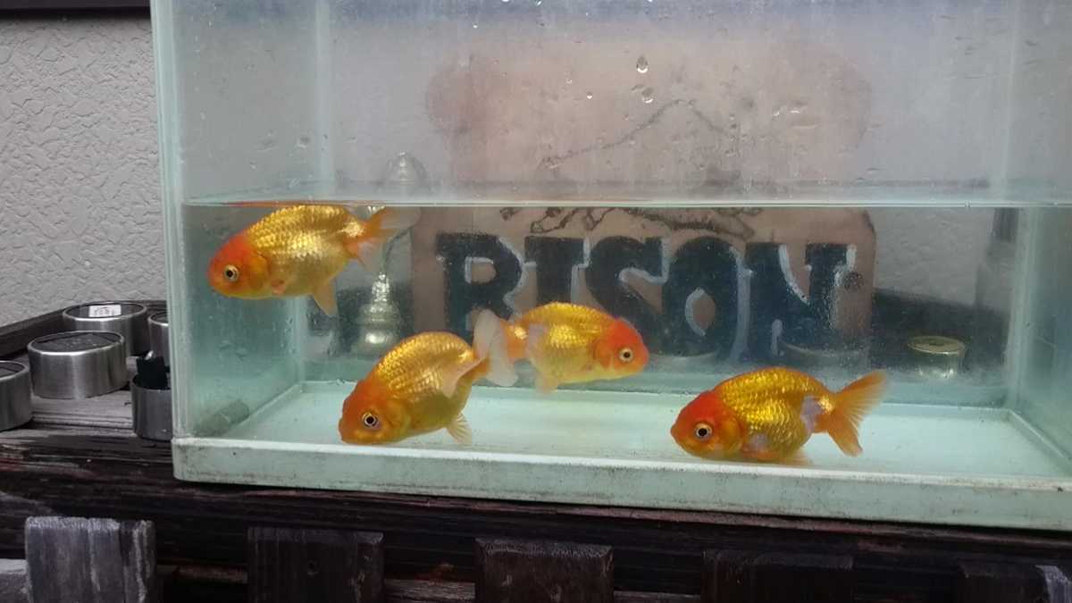 5000円即決！！ 高級金魚 らんちう 4匹セット(らんちゅう)｜売買された 