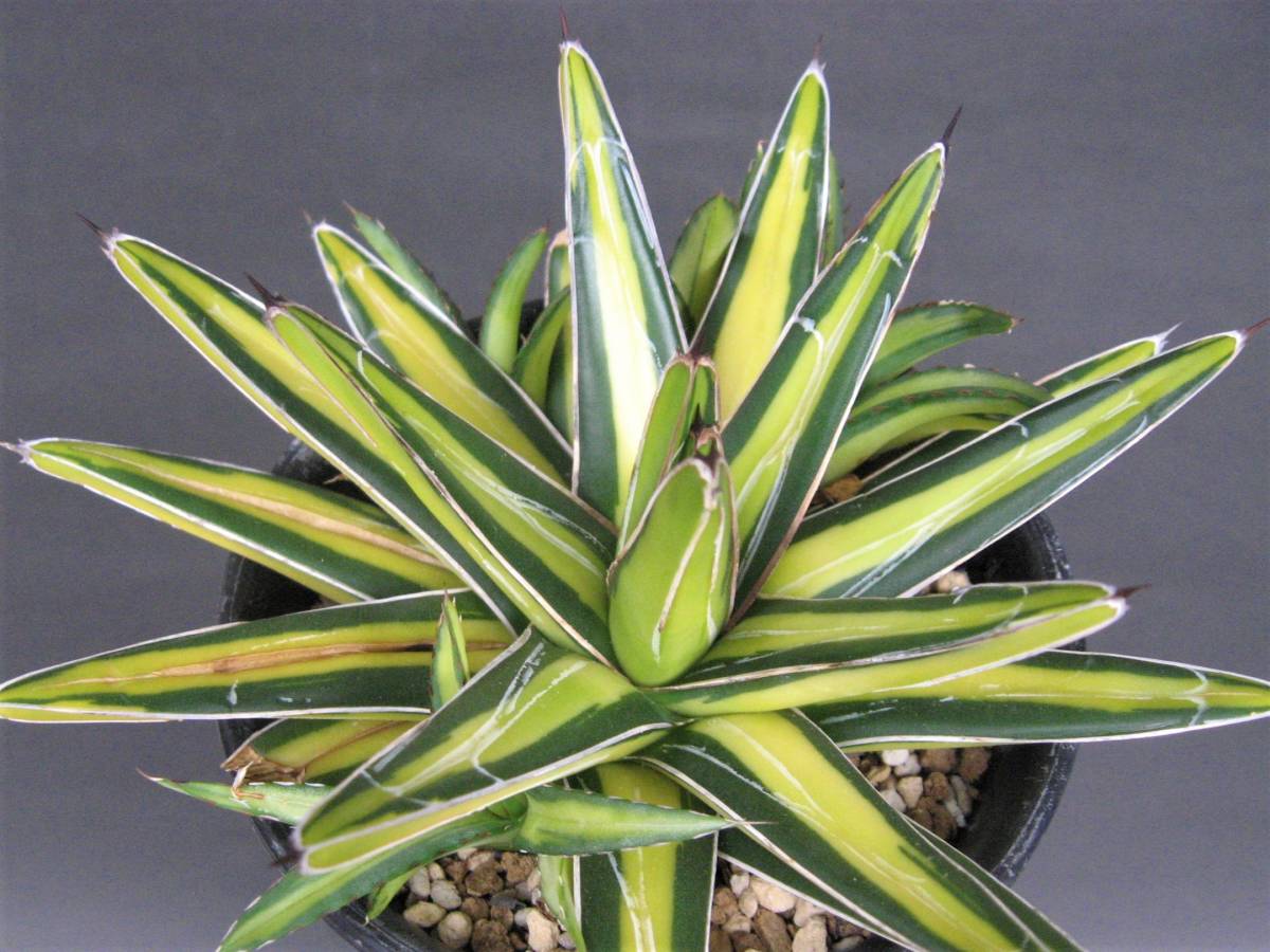 アガベ 多肉植物 笹の雪 園芸ネット本店｜アガベ：笹の雪（ササノユキ 
