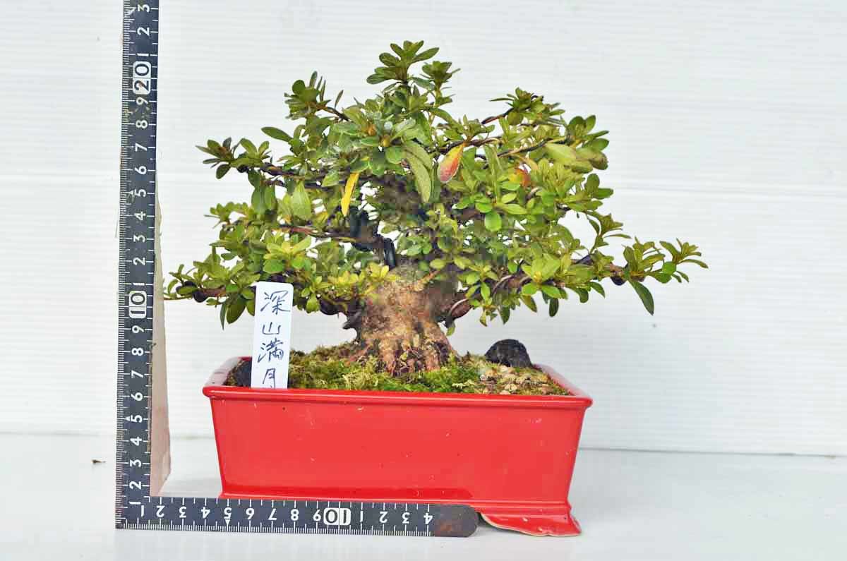 さつき 盆栽 皐月 - Rhododendron 樹高 Yahoo!オークション さつき