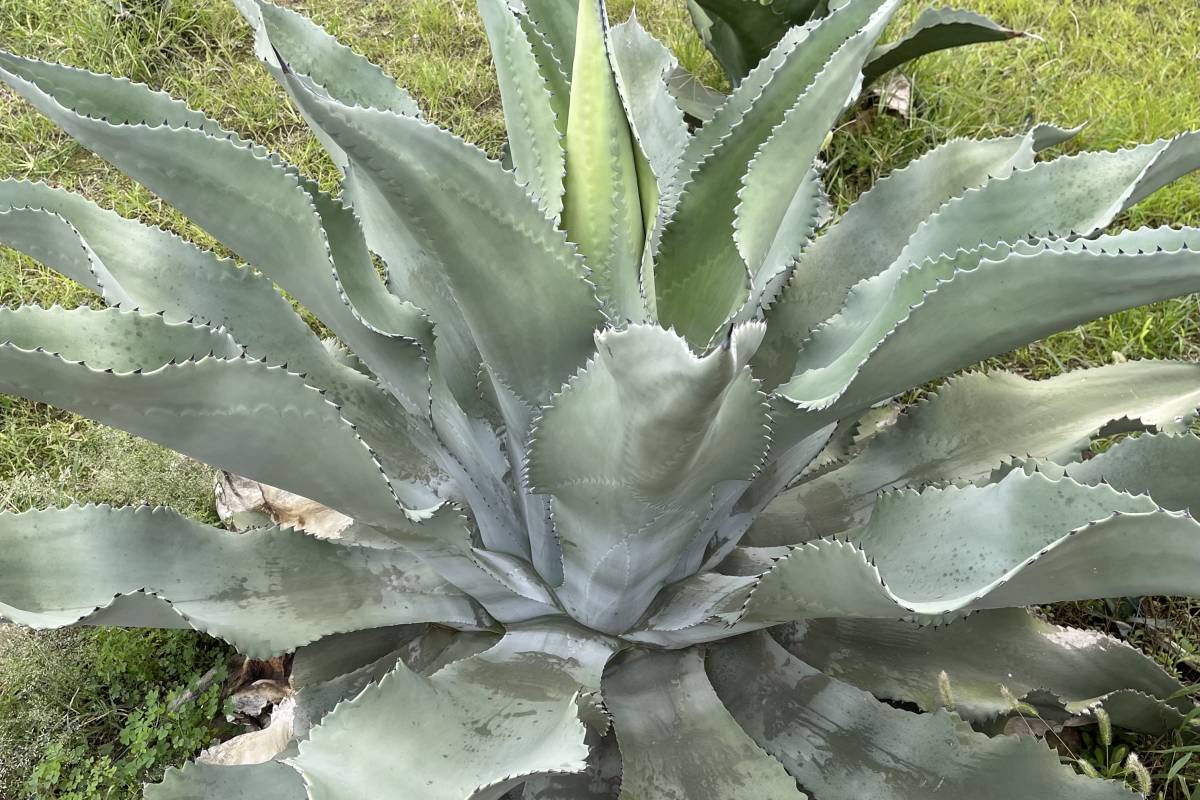 アガベ ミスターリップル | 子株 Agave ドライ 巨大アガベ リップル 