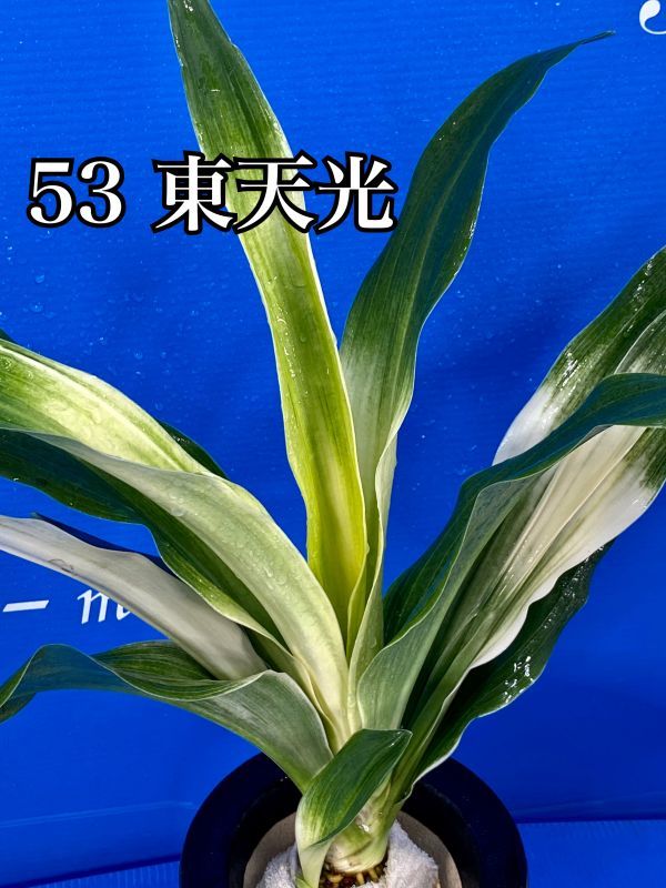 53 おもと オモト 万年青 ☆ 東天光(とうてんこう) 親木・当才苗・中透