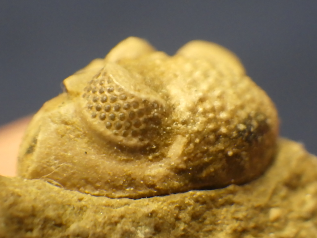 巣穴ドイツ ナイスなGeesops latifrons 三葉虫化石1011(化石)｜売買