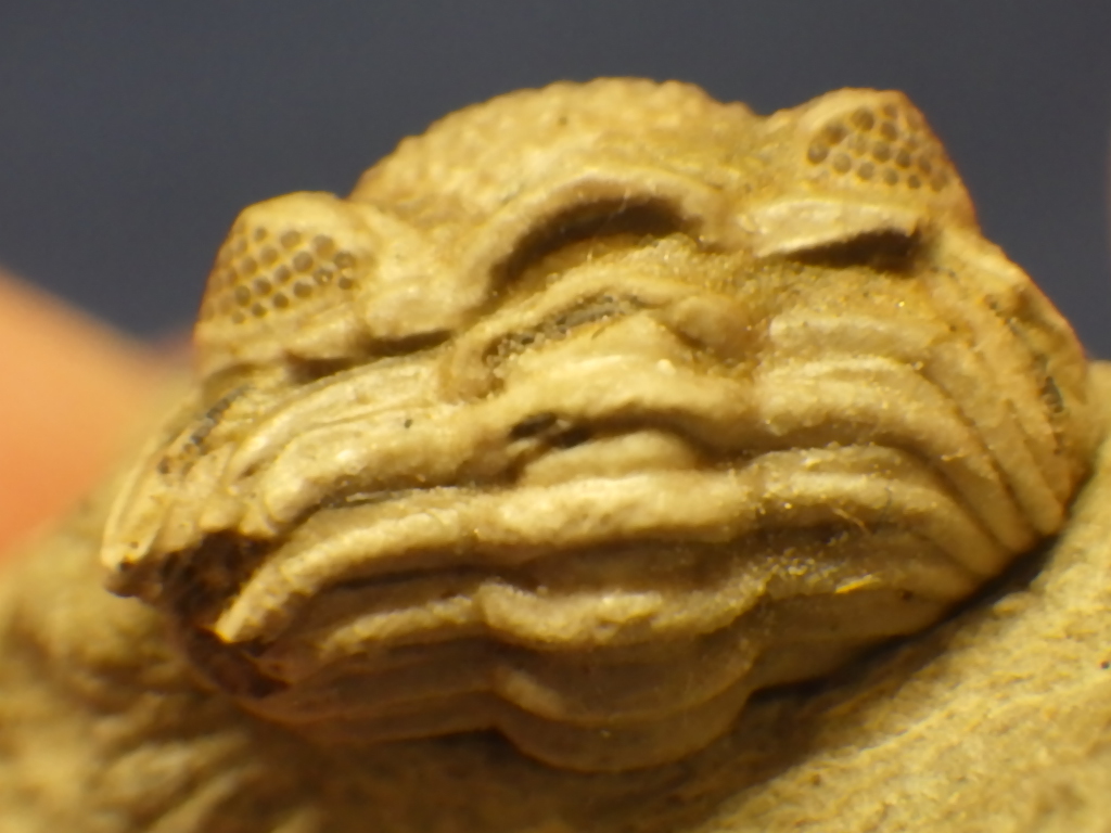 巣穴ドイツ ナイスなGeesops latifrons 三葉虫化石1011(化石)｜売買