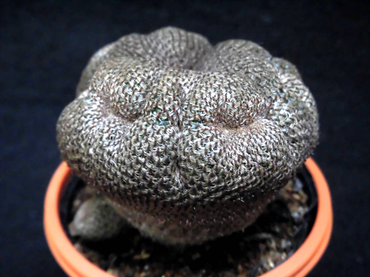 特大！パキポディウム グラキリスPachypodium gracilius 'Cristata