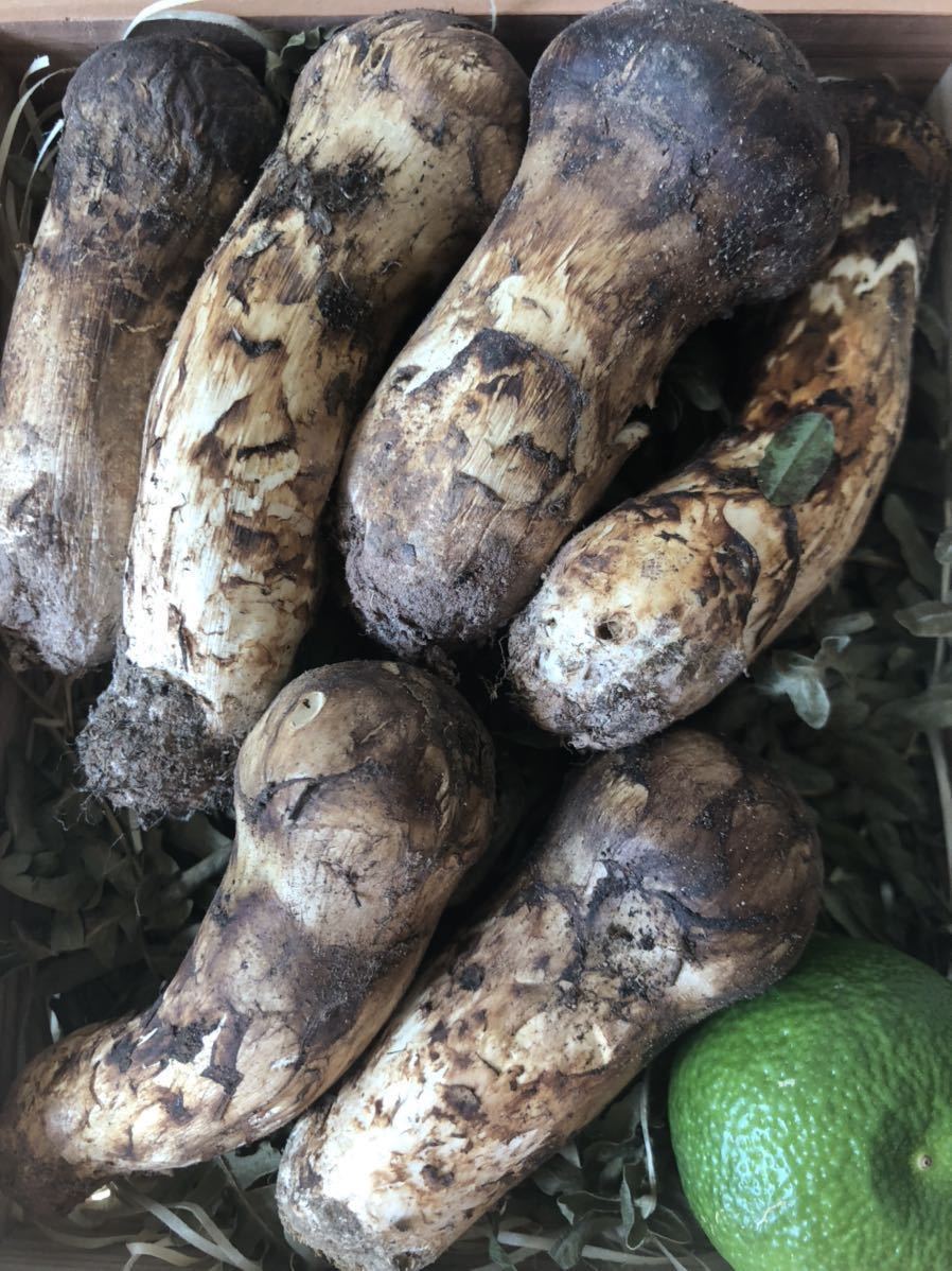 公式通販 | 松茸 ⁄⁄ima - 産直アウル 野菜⁄きのこ ｜ 長野県産